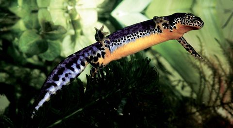 Amphibien Im Gartenteich Infos Vom Bund Naturschutz